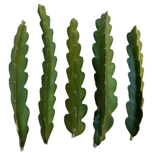 American Beauty Dragon Fruit Cutting – Certified Organic