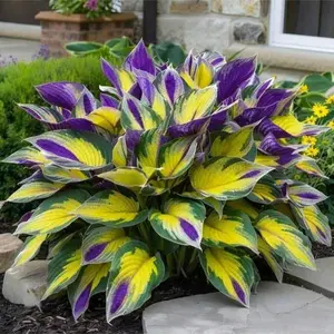 800pcs Hosta Seeds – Perfect for Beginners & Shady Gardens Easy to grow, low-maintenance perennial plants that thrive in shaded areas. Ideal for adding lush greenery and elegance to your garden, even with minimal care. Perfect for pots and borders!