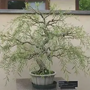 Bonsai Tree Dragon Willow - Thick Trunk Cutting - Indoor/Outdoor Bonsai DIY Spring Summer 2024