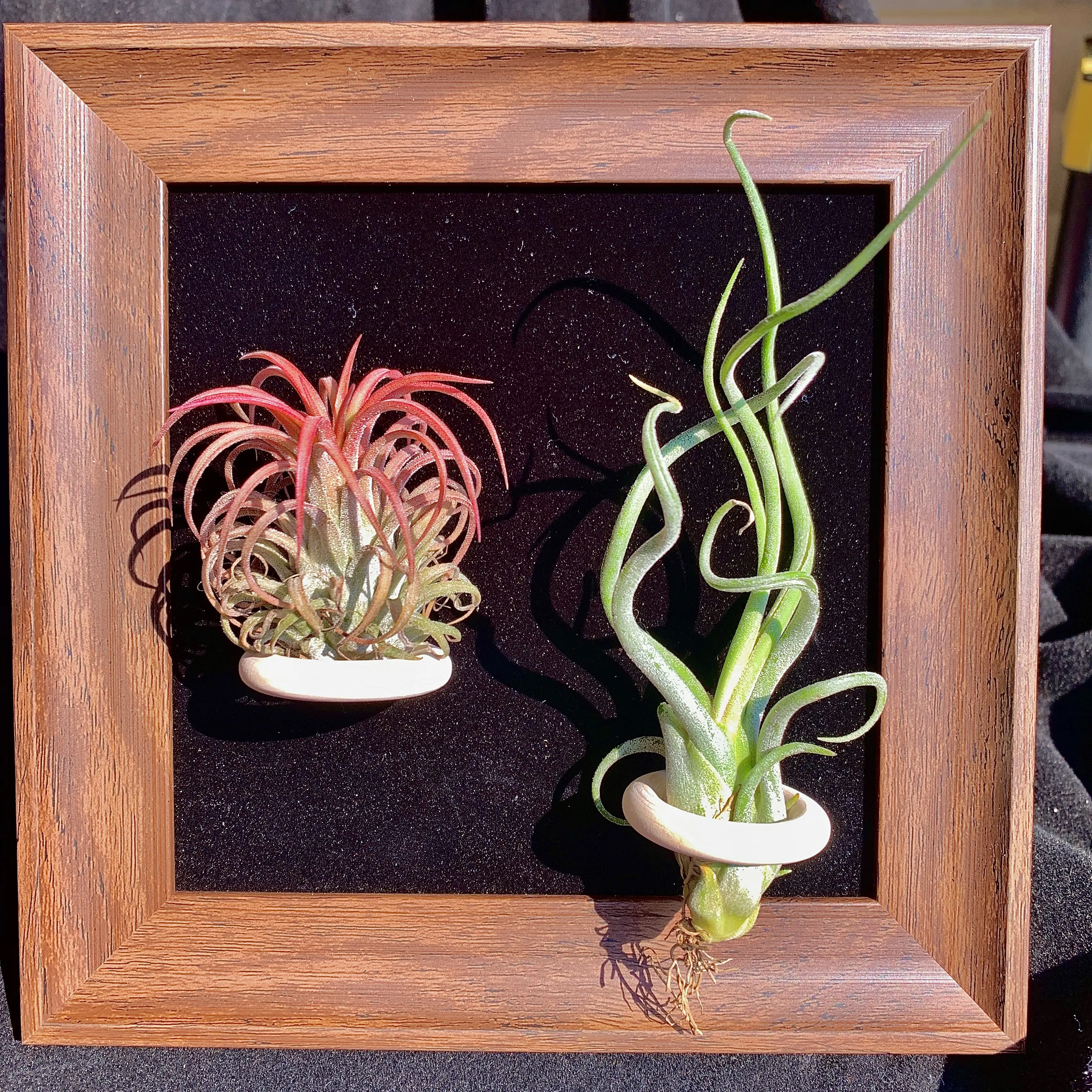 Black Frame -6"Plant (Medusa+Floral EIF)