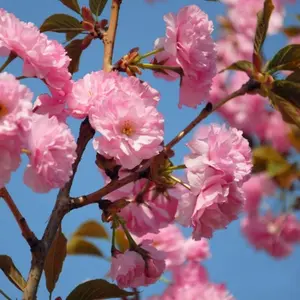Rare Garden Japanese Tear Flower Cherry Blossom High Growth Tree Cold-Resistant Seeds High Quality American Ready-Made Christmas Gifts