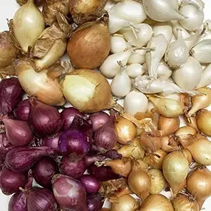 Onion Sets, Mixed - 100 Onion Sets for Planting