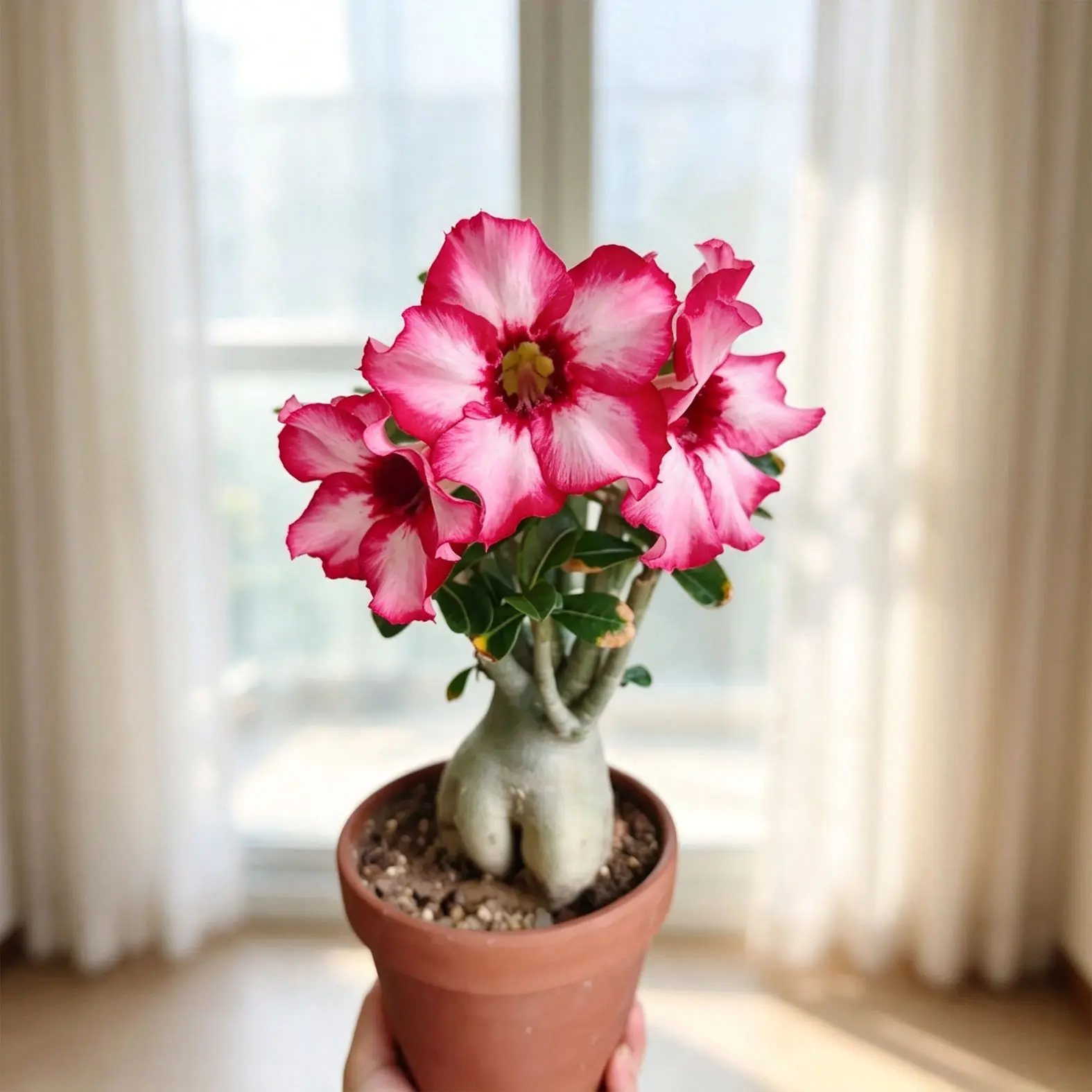 Thick Caudex Adenium Obesum Desert Rose, Blooming Succulent Bonsai, Easy‑Grow Ornamental Plant For Indoor & Outdoor Decor