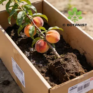 Quality peach tree seedlings are carefully cultivated from elite fruit varieties with strong root systems and even seedling vitality. Ideal for home gardening, yard potting, backyard orchards and landscaping.