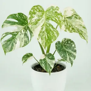 Monstera cream cheese TC