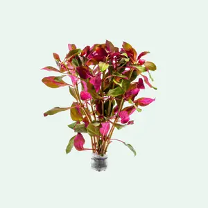 Ludwigia Glandulosa Ludwigia Glandulosa