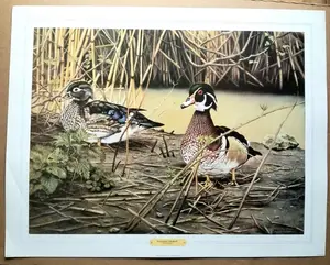 Willem S De Beer Art Poster Litho 1989 Wood Duck