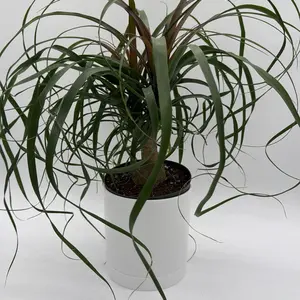 Ponytail Palm 6" Pot - Indoor House Plant for Home Decor Care Instructions Bright Indirect Sunlight Pruning Tips