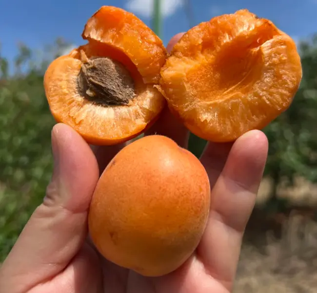 Apricot Seeds for Planting – Sweet & Juicy Fruit Tree, Cold Hardy, Fast Growing, High Yield, Easy to Grow, Non-GMO, Perfect for Backyard Gardens, Home Orchards & Containers