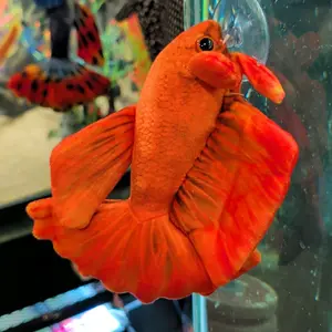 Orange Betta Plush