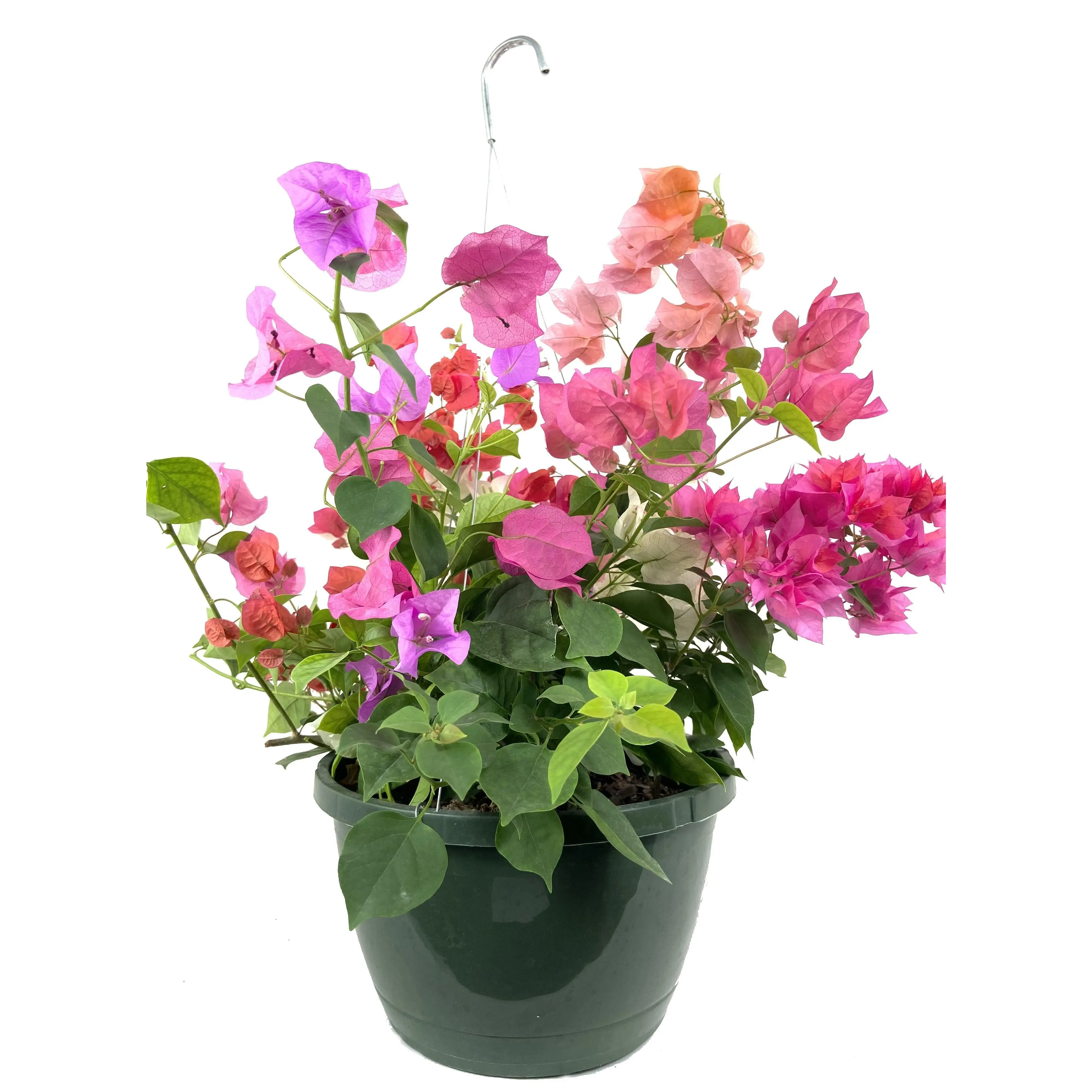 Bougainvillea Hanging Basket - Live Plant in a 10 Hanging inch Pot - Multicolor - Beautiful Flowering Shrub for The Patio and Garden