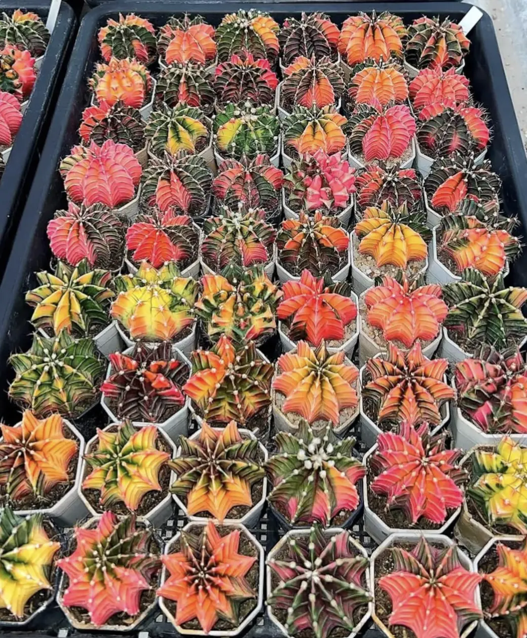 Gymnocalycium LB Hybrid – Rare Collector Cactus – Live Plant