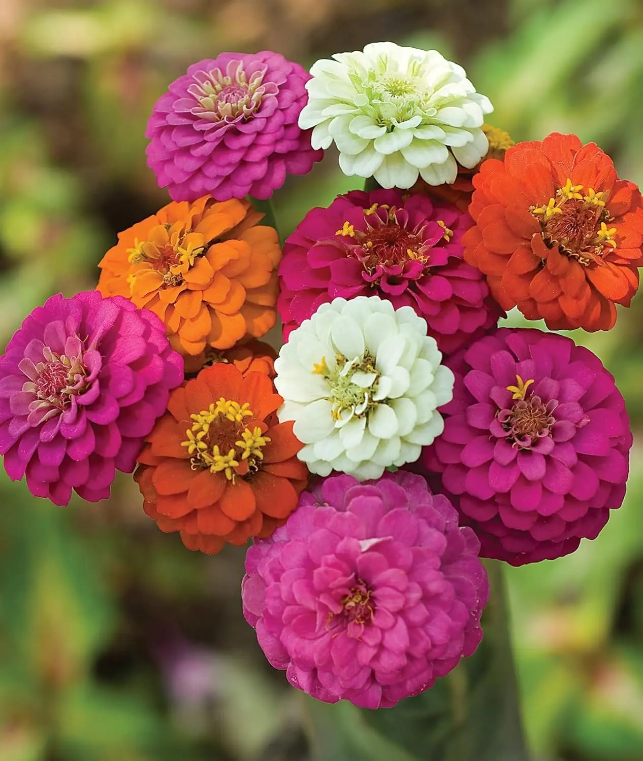 Zinnia Seeds Non GMO Zinnia Elegans Flower Seeds Vibrant Mixed Color Blooms for Pollinator Gardens Borders and Containers Easy to Grow Outdoor Garden Flowers