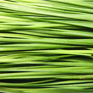 50 Garlic Chive Seeds for Planting – Grow Fresh, Flavorful Herb at Home, Perfect for Cooking, Garnishes, and Garden Projects. Ideal for Gardeners and Home Gardening Enthusiasts.