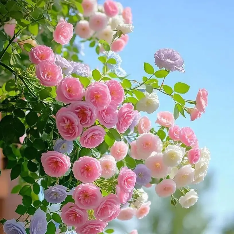 Rainbow Climbing Rose Seeds (200pcs) - High Germination Rate, Easy Care, Beginner Friendly, Fast Growing, Stunning Summer Blooms, Great for Borders, Garden Enthusiasts' Must-Have, Enhances Outdoor Spaces