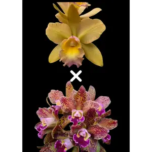 Rlc. Waikiki Gold 'Lea' x Rlc. Waianae Leopard | NBS