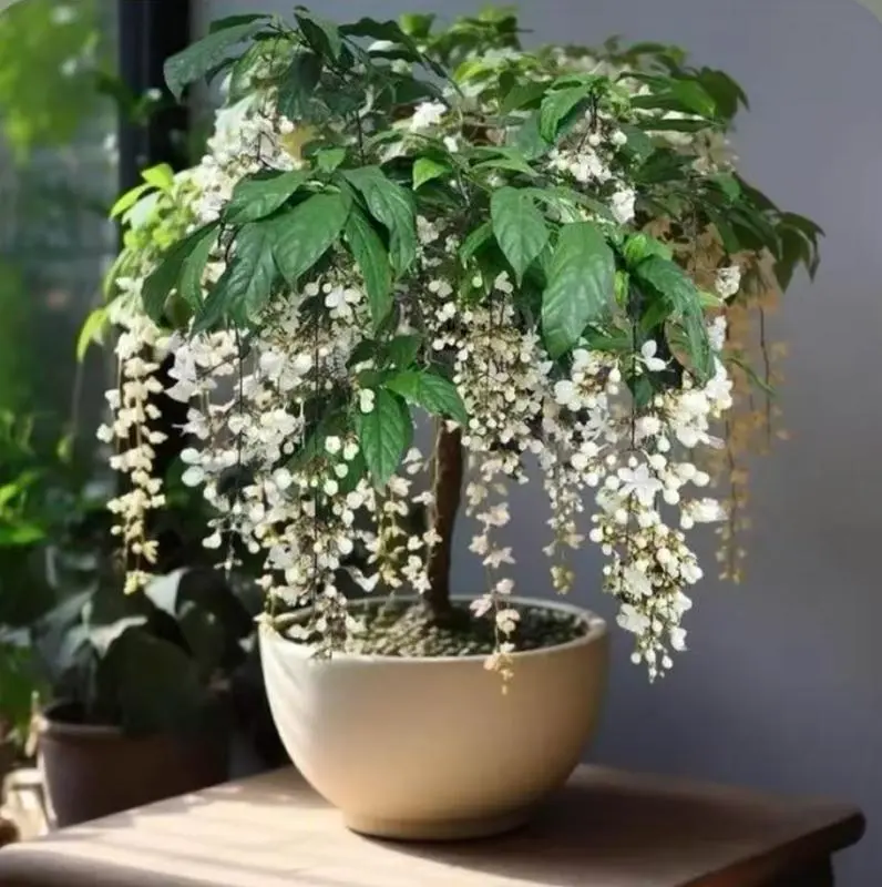 100PCS Hanging Jasmine Seeds – Strongly Fragrant, Four-Season Blooms for Indoor Balcony Bonsai & Cascading Garden Displays