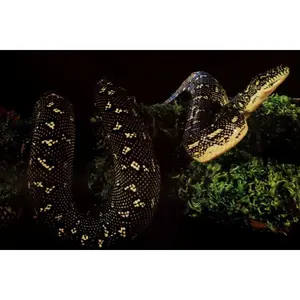 Diamond Python Poster 17.5" x 24.5" - Geometric Nature Art for Office & Home Decor - High-Quality Print of Morelia spilota - U.S.A. Made