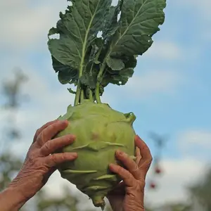 HUGE Giant White Kohlrabi Seeds, Superschmelz up to 10 lbs EACH!