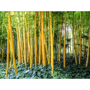 50 Golden Groove Bamboo Seeds – Fast-Growing Ornamental Bamboo for Privacy Screens, Windbreaks, Indoor Containers & Zen Gardens, Premium Seeds Pack for Landscaping