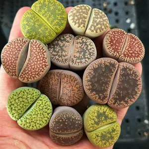 15Pcs Mixed Large Lithops Succulent Plants - Random Assorted Living Rocks, Easy-Care Indoor Mini Potted Plants for Home Office Desktop DIY Decor