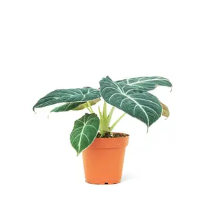 Alocasia 'Black Velvet', Small