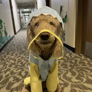 [Hipipet] Playful Dinosaur Dog Raincoat – Waterproof Puppy Poncho with Detachable Tail – Cute & Functional for Wet Walks Large