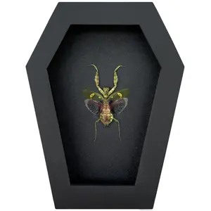Gothic Green Flower Mantis in Coffin Frame, Spooky Halloween Insect, Preserved Specimen Display, Entomology Curiosity Decor, Scientific Oddity, Home Accent