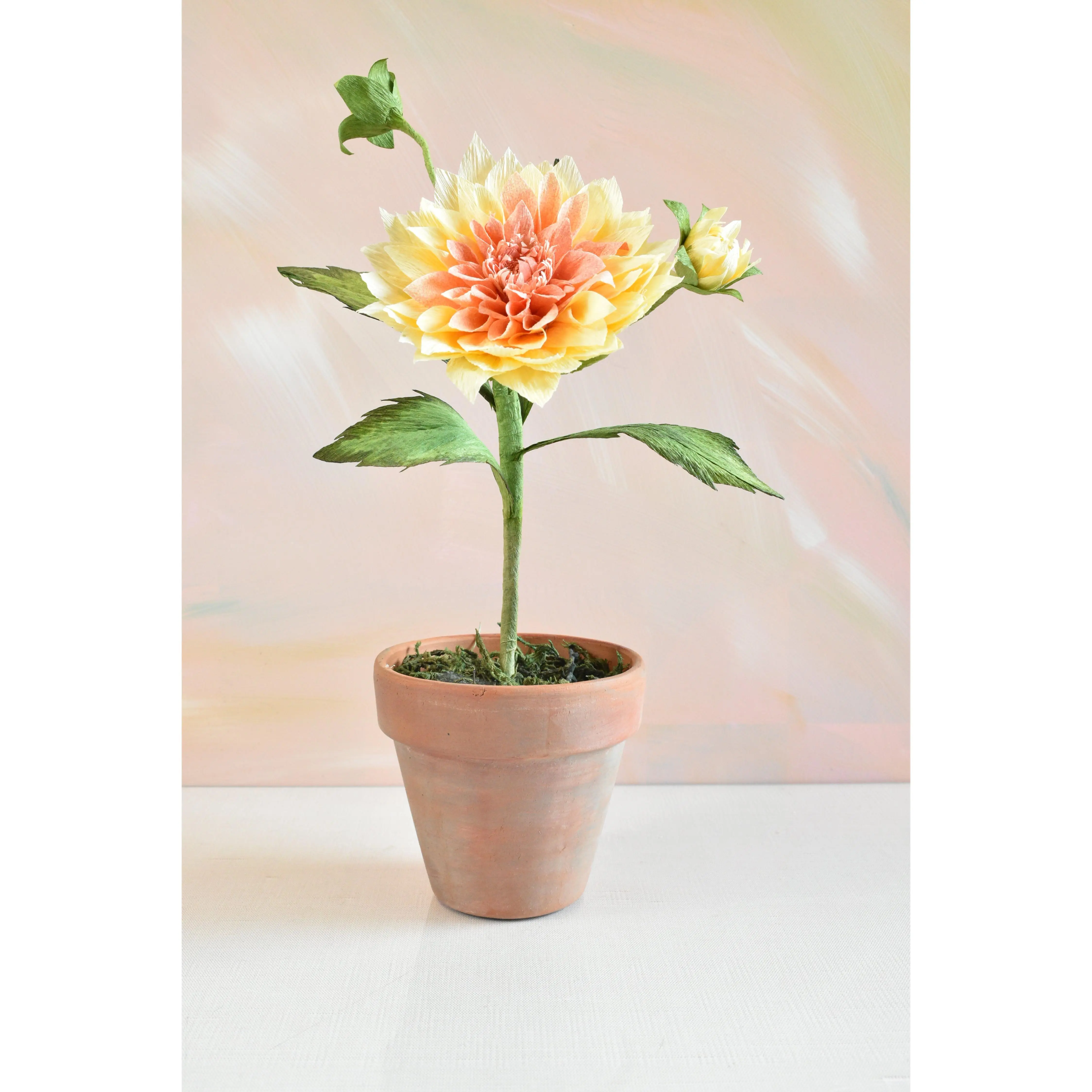 Potted Dahlia