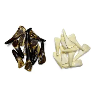Replica Buffalo Teeth Bead Accent Accessory 10 Pack - Brown or White, 2" Long, Ideal for Crafts & Native Jewelry Making
