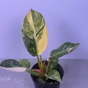 Philodendron Green Congo Nuclear 4” | Bright Green Philodendron | Live Plant
