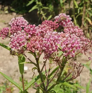 Swamp Milkweed Seeds | Attract Beneficial Pollinators | 1 Gram