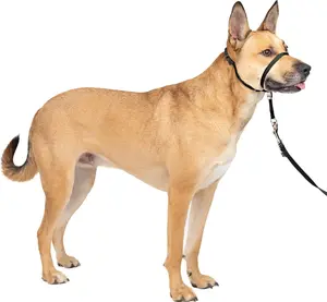 No-Pull Dog Headcollar - Ultimate Solution for Easier Walks - Redirects Pulling - Helps Control Dual Dog - Padded Comfort for Sensitive Snouts - Adjustable for Perfect Fit - Durable & Lightweight Design - Safety Meets Visibility