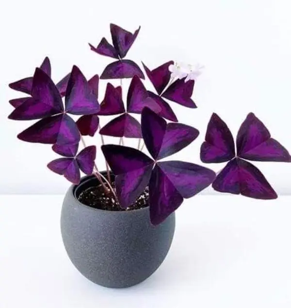 Oxalis Triangularis Bulbs - Purple Shamrock Good Luck Gardening Plant, Natural Perennial Houseplants, Ready to Plant for Indoor-Outdoor Year-Round Fast-Growing Color