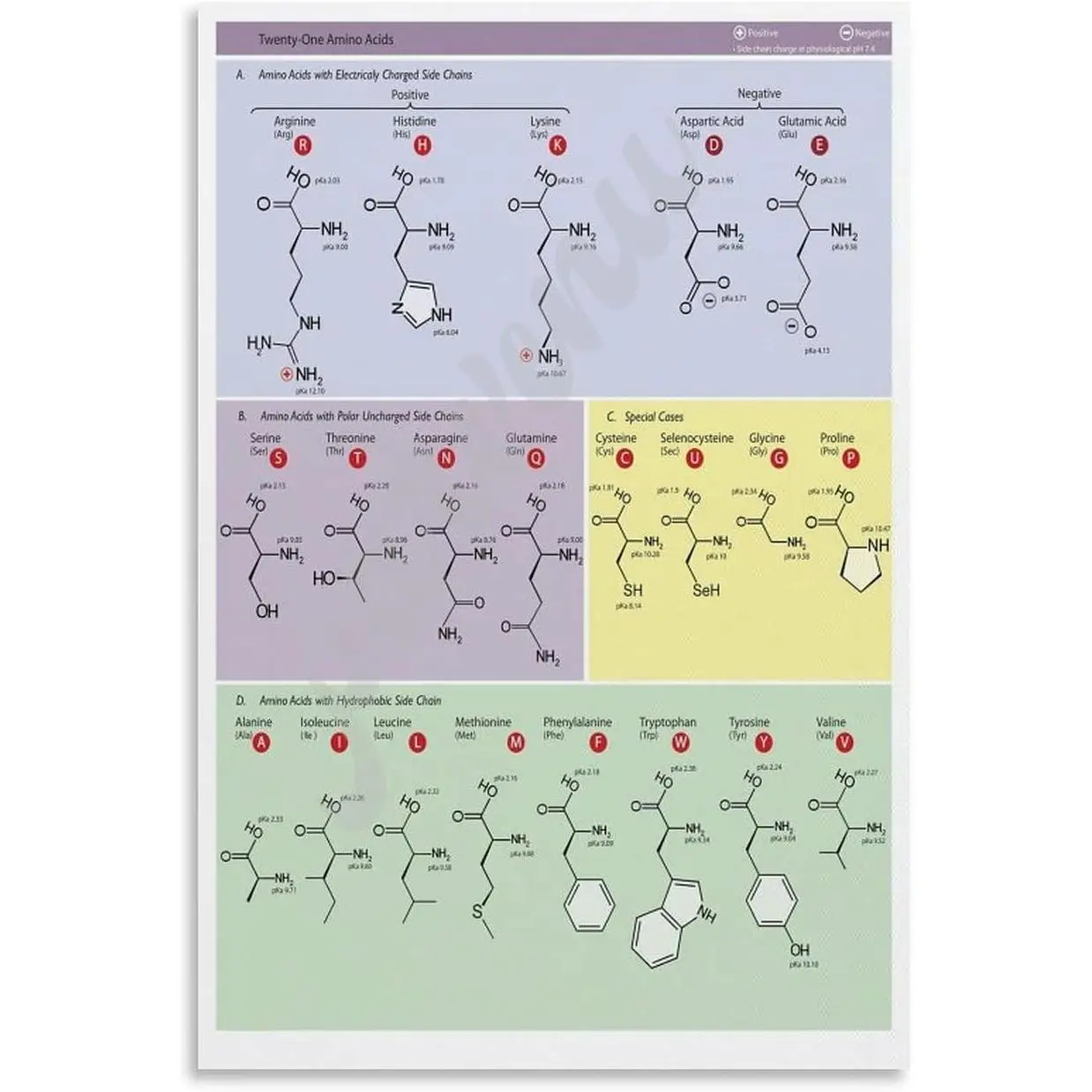 FIDSUY Colorful Artistic Genetic Code Amino Acids Chart Wheel Print Poster, 2-Pack Canvas Wall Art Decoration, 08x12in(20x30cm) for Bedroom Living Room, Ideal Gifts