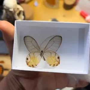 Amber phantom butterfly