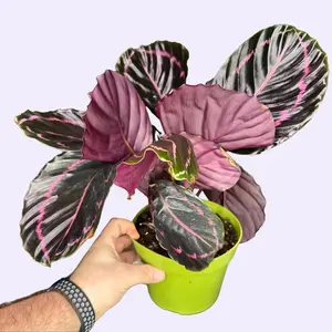 6" XL Calathea Dottie, Pet Friendly Humidity Loving Plant, Live Houseplant, Indoor Plant