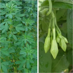 SPECIAL COMBO 20 Loroco Plant Seeds & 20 Seeds Chipilin Seeds