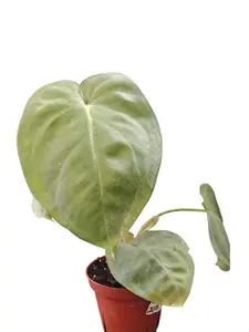 Syngonium Chiapense Frosted Heart - Large Thick Heart-Shaped Leaves with Frosted Velvety Sheen Easy Care Houseplant
