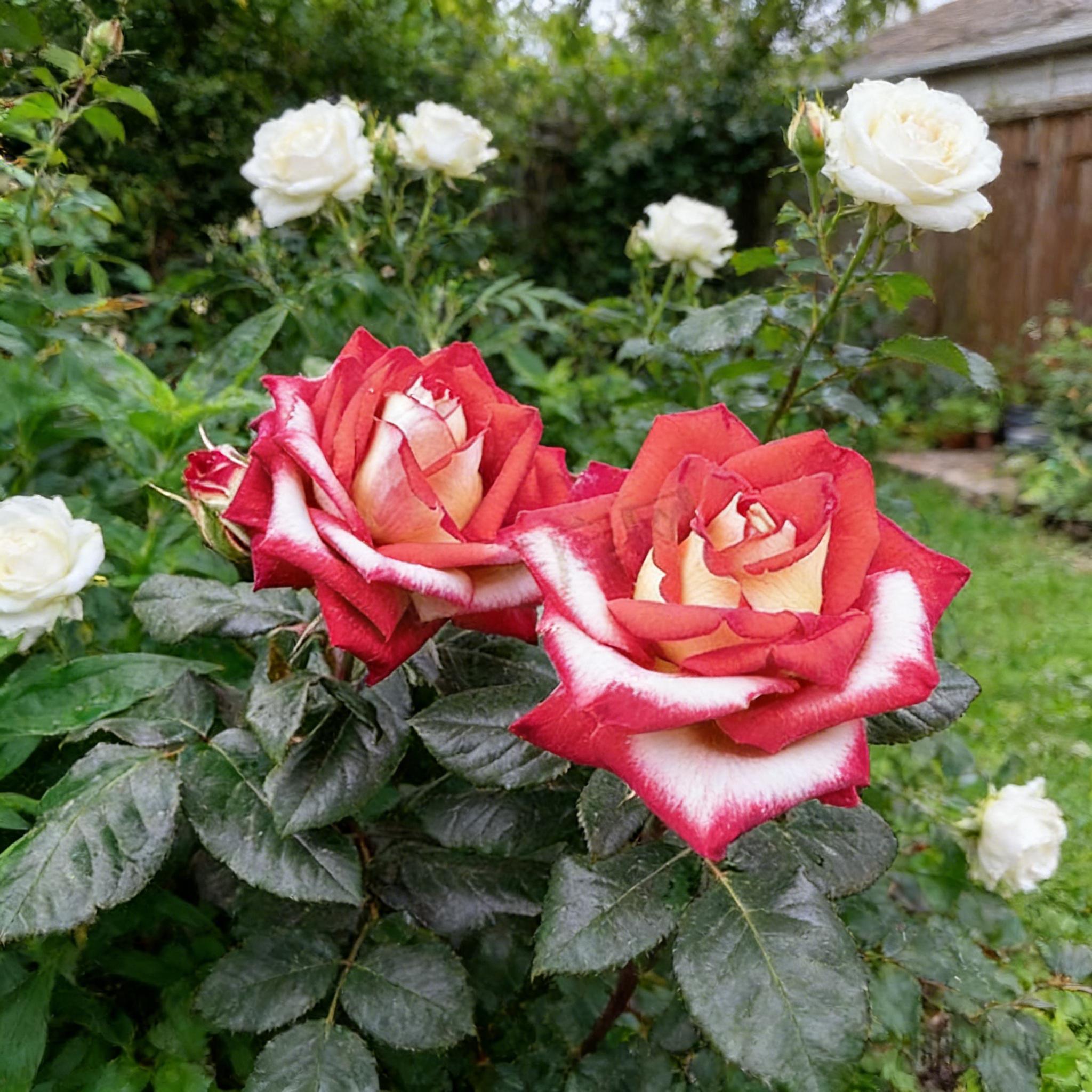 Plant Love Red & White Rose Seeds – Beautiful Flowers Made Simple Plant Love Red & White Rose Seeds – Beautiful Flowers Made Simple