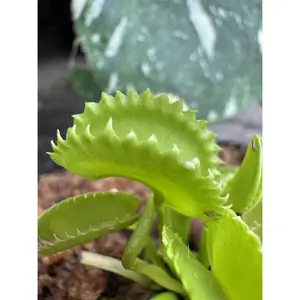 Venus Flytrap (Dionaea Muscipula) Dente in a 3.5" pot