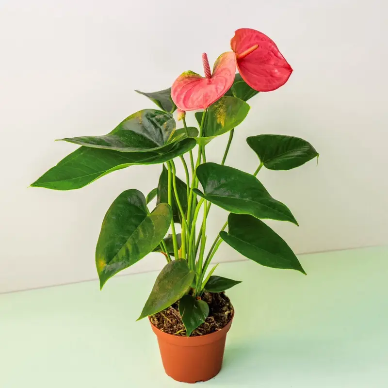 Anthurium Micra Red House Plant- 4 Inch