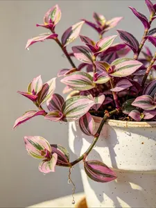 RZ-20 / 4 Inch Potted Tradescantia Nanouk Live Trailing Wandering Dude Houseplant, Fleshy Oval Leaves Blended With Pink, Lavender, White & Green Striped Variegation, Low-Maintenance Compact Vining Plant For Desktops