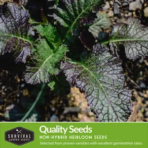 Survival Garden Seeds Mustard Greens Seeds Collection - 4 Packs of Healthy Cool Weather Greens for Outdoor & Indoor Gardening - Plant Herbs