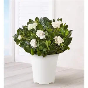 Blooming Gardenia Plant For Sympathy