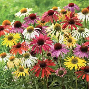 Echinacea Seeds – Easy-to-Grow Perennial for Gardens