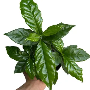 Coffee Plant Arabica 6" Plant - Tropical Houseplant Grown from Seeds for Indoor or Outdoor Spaces