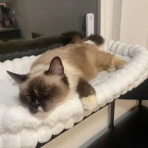 Folding Cat Hammock for Window - Cordless, Machine Washable Bed, Robust Metal Frame, Strong Suction Cups，Cat Window Perch for Cats and Small Dogs