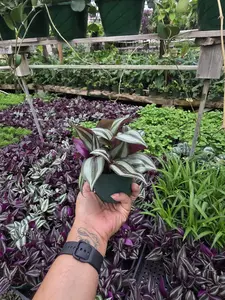 Tradescantia Zebrina White - Elegant Striped Foliage in 4-inch Nursery Pot Easy Care for Bright Indirect Light Versatile Home Decor Plant