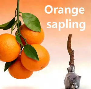 Orange Tree Live Plant – Classic Citrus Tree for Home Orchard & Garden